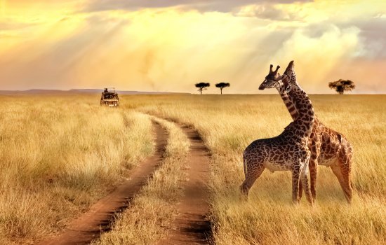 Tanzania Safari's