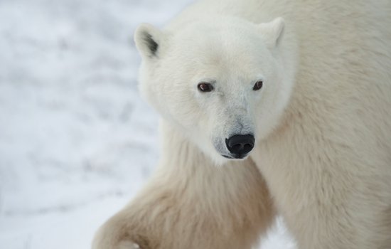Churchill Polar Bears