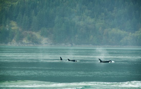 Explore Canada Wildlife Holidays