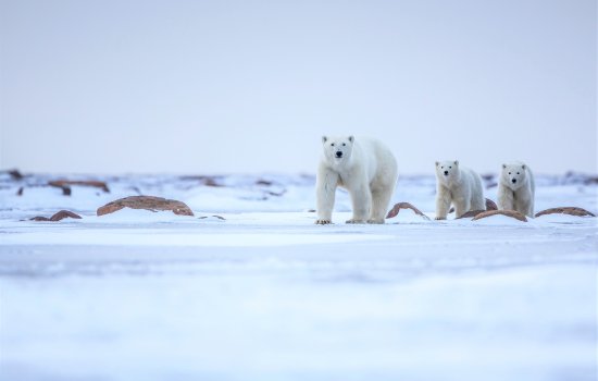 Churchill Polar Bears