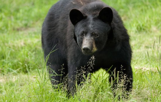 Bears and Whales British Columbia Tour