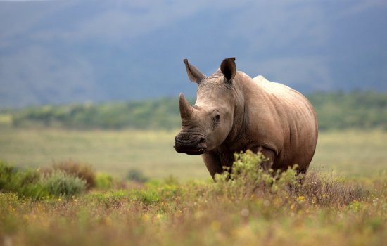 South Africa Safari