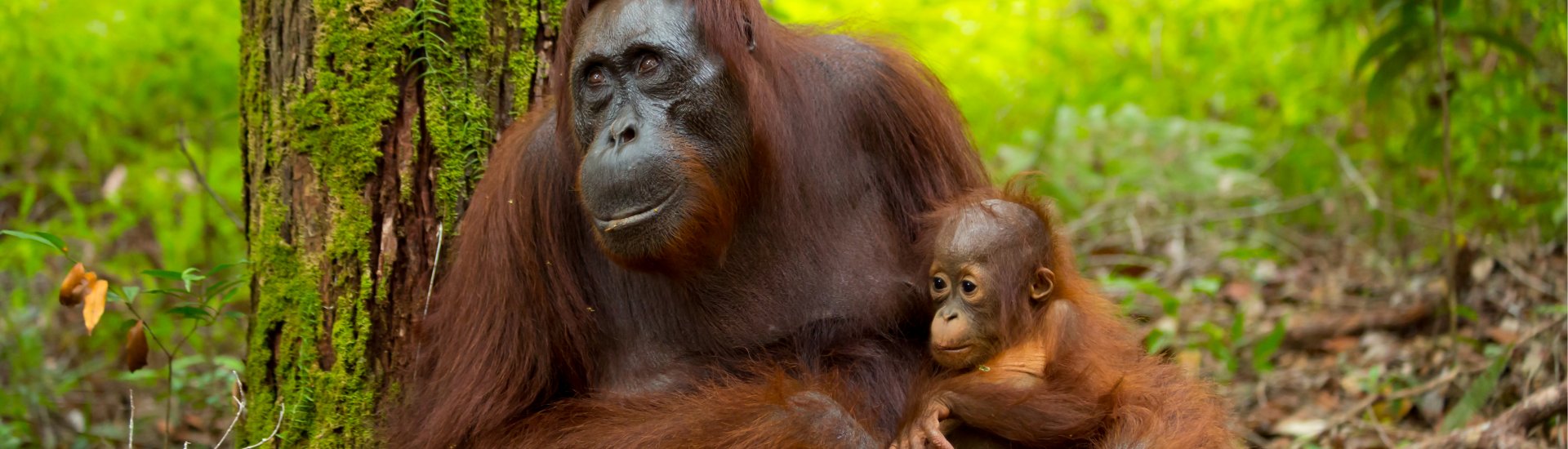 borneo-asia-holidays