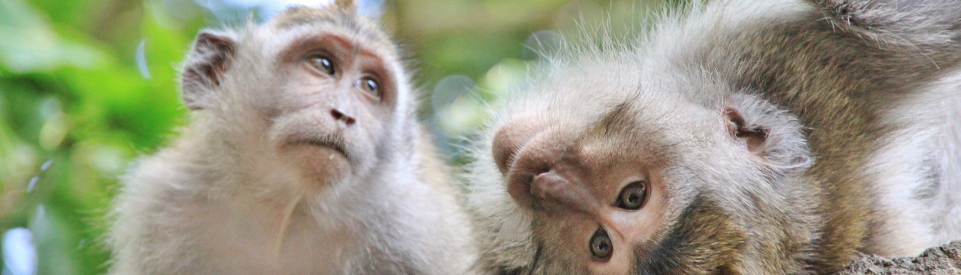 wildlife-bali-holidays