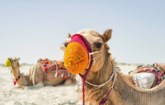 oman-holiday-warriors