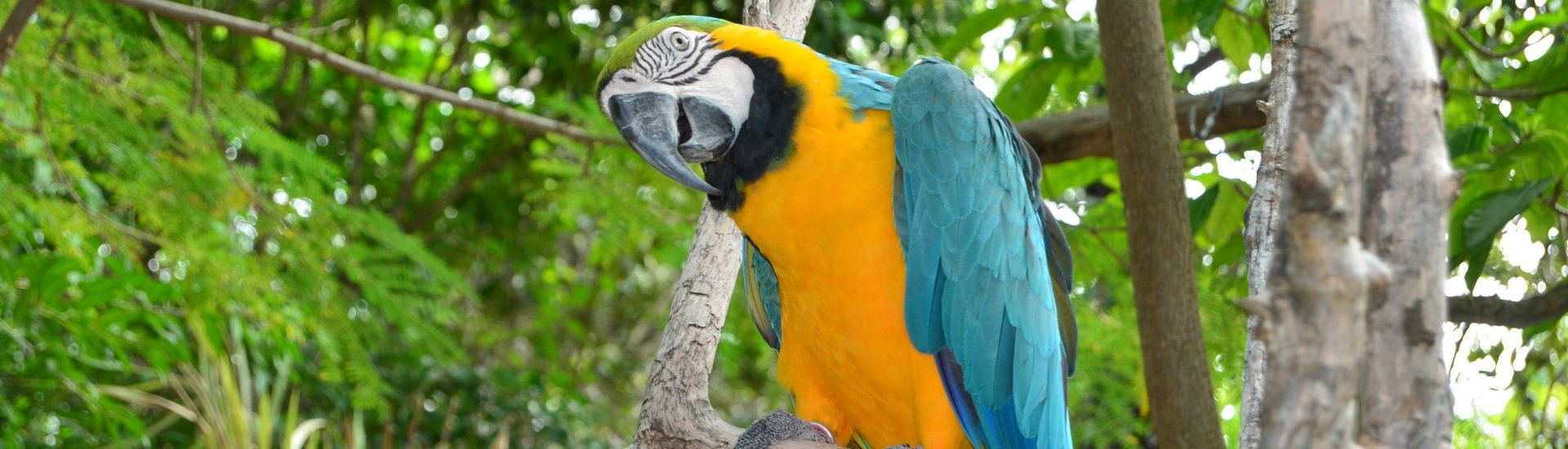 Jamaica Holiday Warriors
