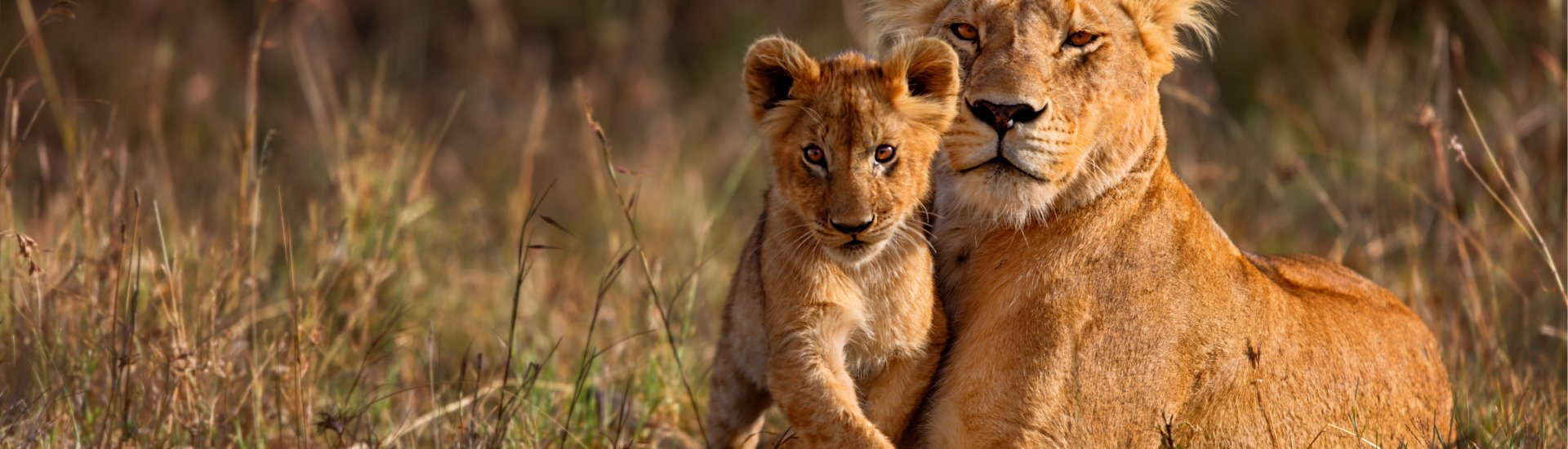 Safari Holidays