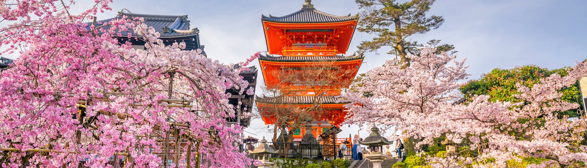 cherry-blossom-japan