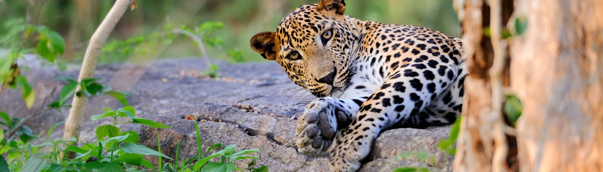 Sri Lanka Parks and Wildlife 