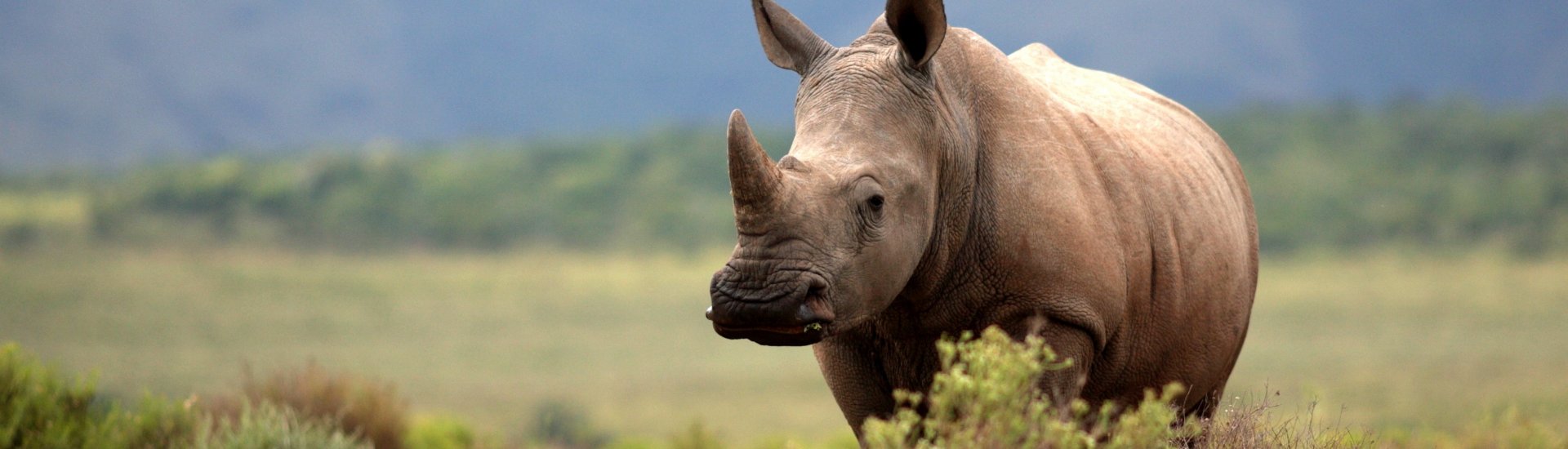 South Africa Safari