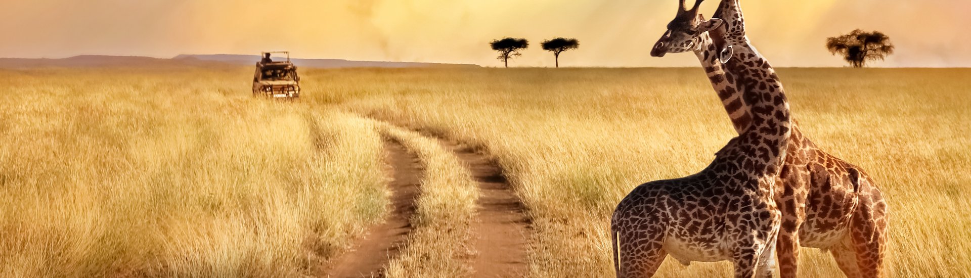 Tanzania safari