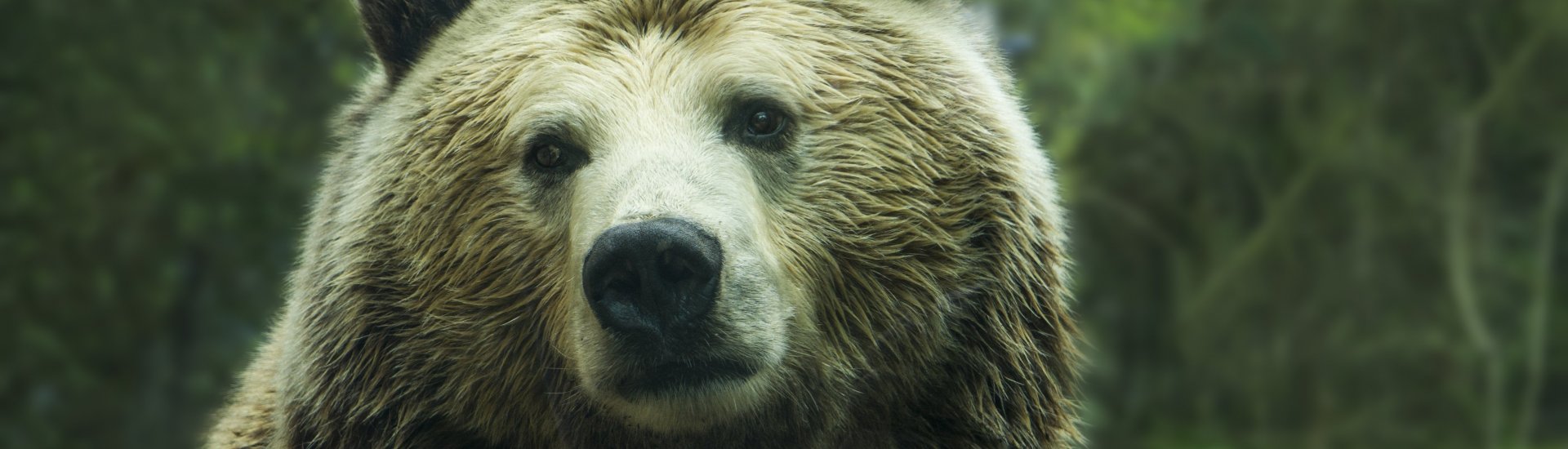 Grizzly Bear