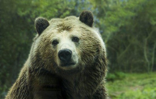 Grizzly Bear