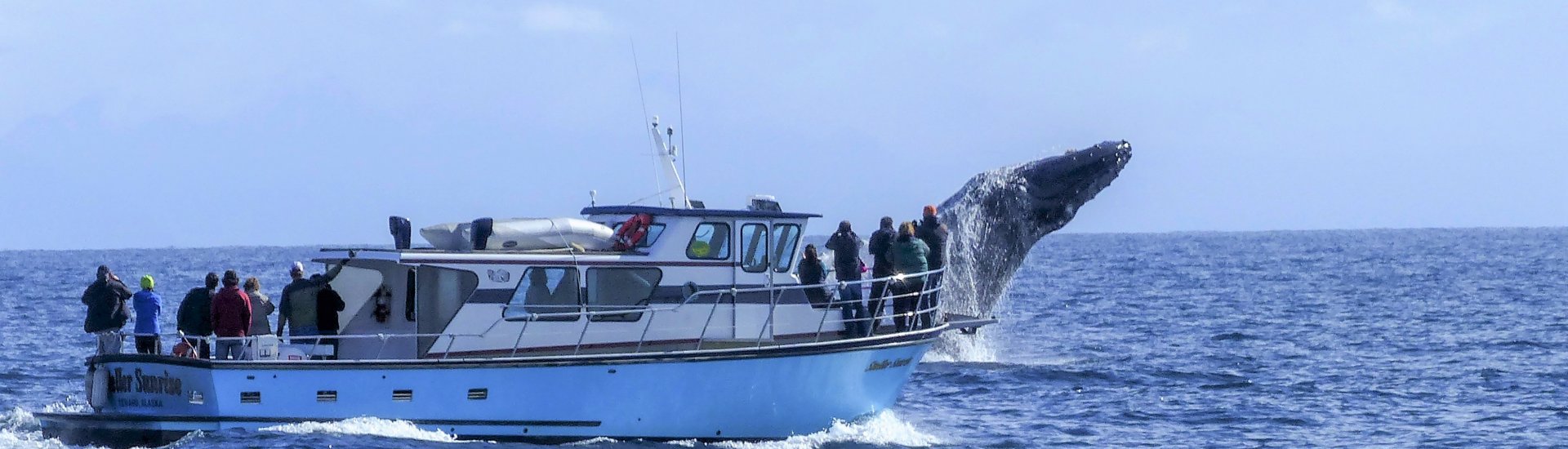Whale Watching