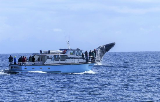 Whale Watching
