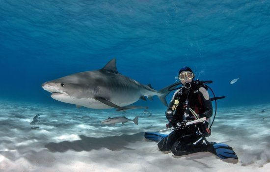 Animal Encounters