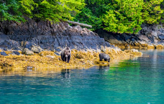 British Columbia Wildlife Holidays