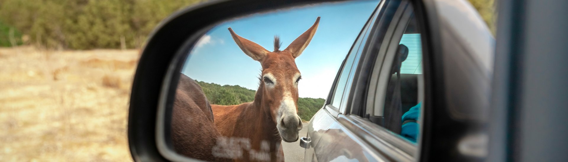 karpaz-cheeky-donkey-cyprus