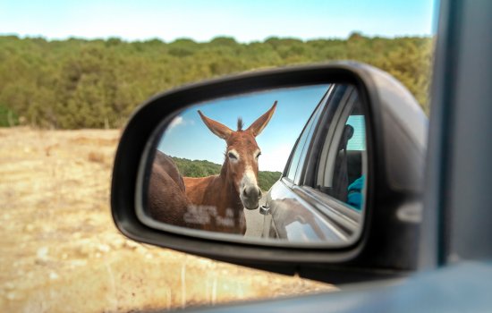 karpaz-cheeky-donkey-cyprus